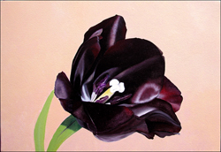 Black Tulip