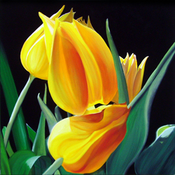 Yellow Tulips